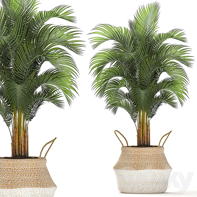 A collection of beautiful small ornamental plants in white baskets with handles with palm. Howea . Ficus lyrata. Set 486. 3DSMax File - thumbnail 2