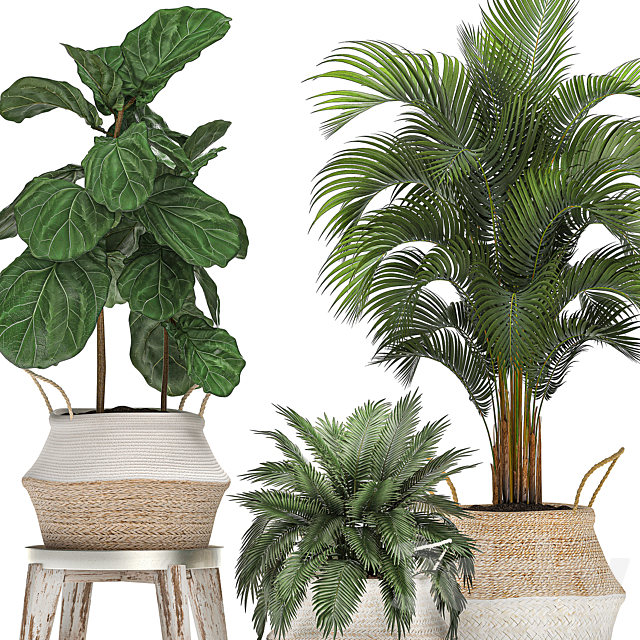 A collection of beautiful small ornamental plants in white baskets with handles with palm. Howea . Ficus lyrata. Set 486. 3DSMax File - thumbnail 4