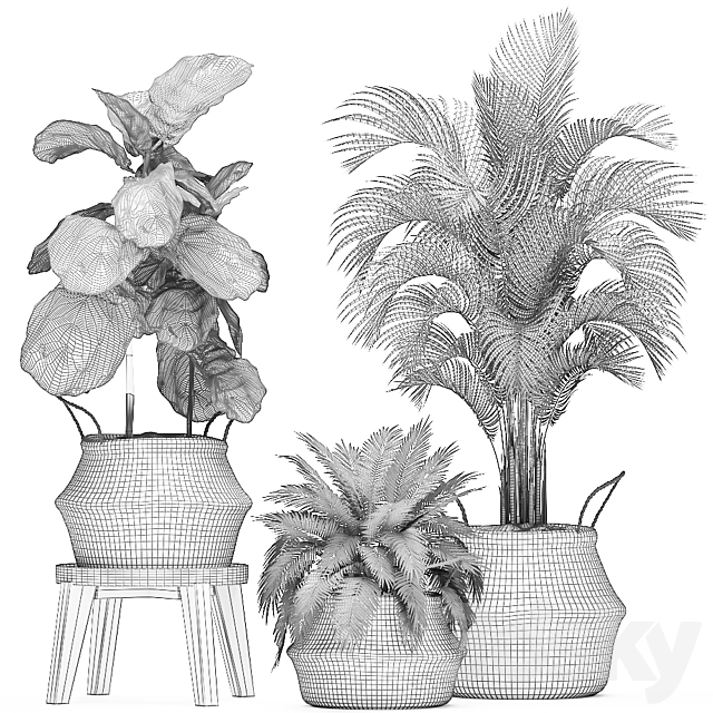 A collection of beautiful small ornamental plants in white baskets with handles with palm. Howea . Ficus lyrata. Set 486. 3DSMax File - thumbnail 5