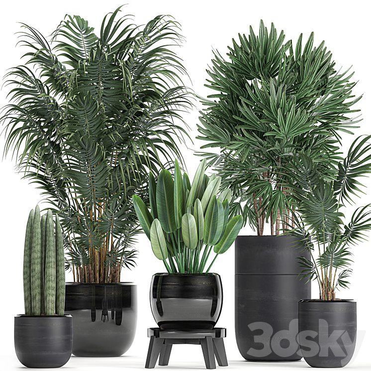 A collection of beautiful small plants in black pots and vases with Palm Rapeseed strelitzia. Set 738. 3DS Max - thumbnail 1