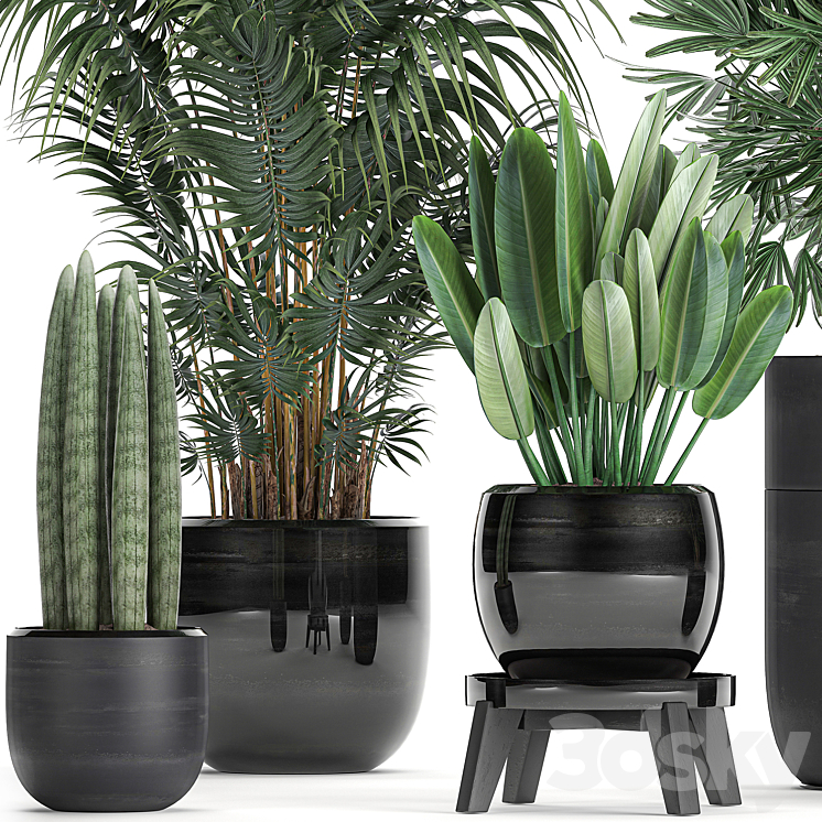 A collection of beautiful small plants in black pots and vases with Palm Rapeseed strelitzia. Set 738. 3DS Max - thumbnail 2