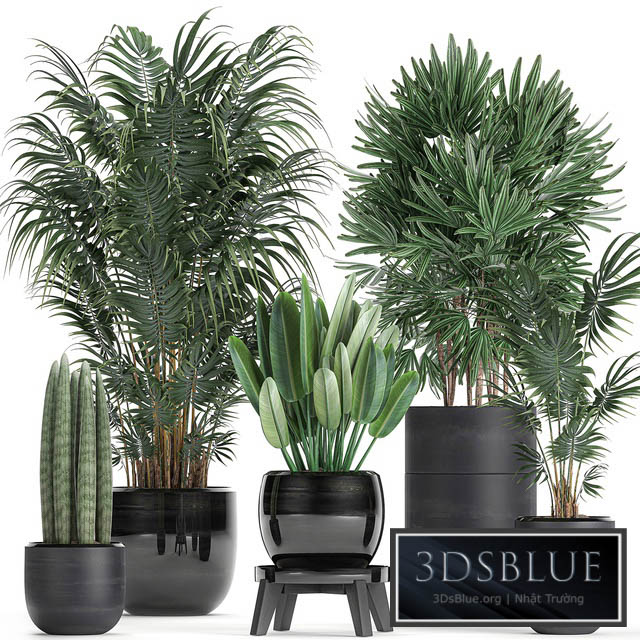 A collection of beautiful small plants in black pots and vases with Palm Rapeseed strelitzia. Set 738. 3DS Max - thumbnail 3