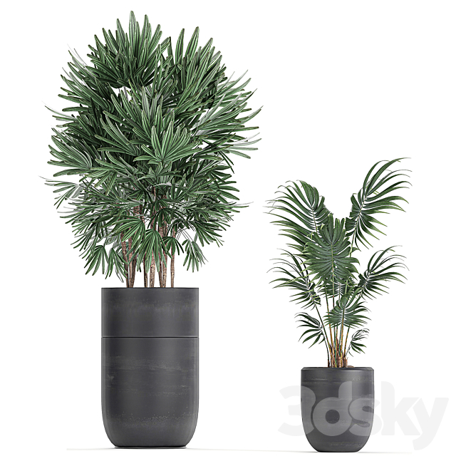 A collection of beautiful small plants in black pots and vases with Palm. Rapeseed. strelitzia. Set 738. 3DSMax File - thumbnail 4