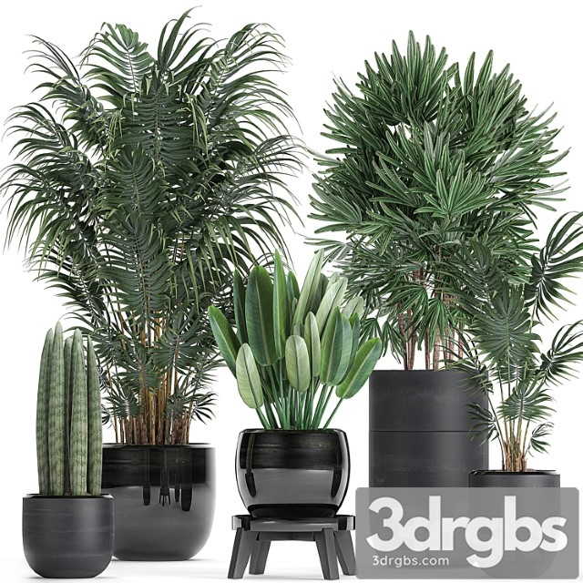 A collection of beautiful small plants in black pots and vases with palm, rapeseed, strelitzia. set 738. - thumbnail 1