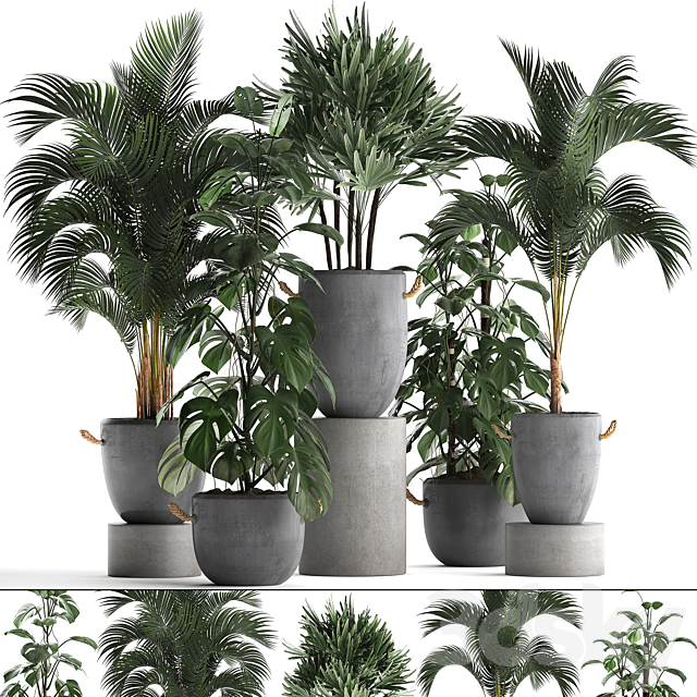 A collection of beautiful small plants in modern concrete pots with Palm rapis hovea monstera. Set 408. 3ds Max - thumbnail 1