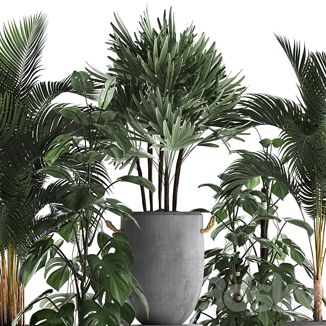 A collection of beautiful small plants in modern concrete pots with Palm rapis hovea monstera. Set 408. 3ds Max - thumbnail 2