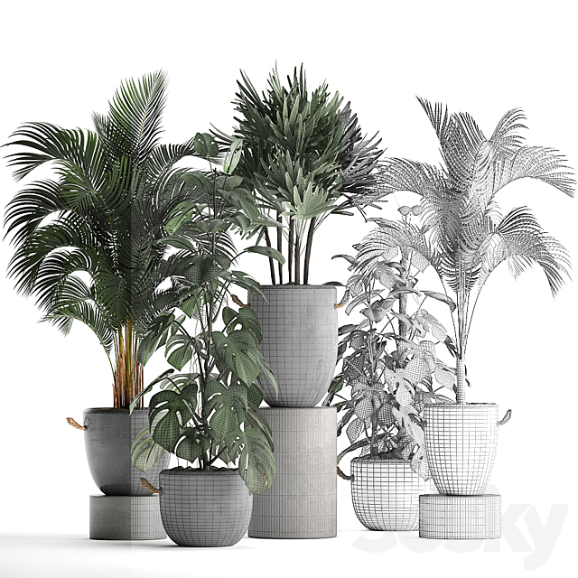 A collection of beautiful small plants in modern concrete pots with Palm rapis hovea monstera. Set 408. 3ds Max - thumbnail 3