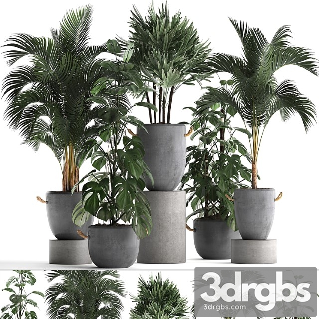 A collection of beautiful small plants in modern concrete pots with palm rapis, hovea, monstera. set 408. - thumbnail 1