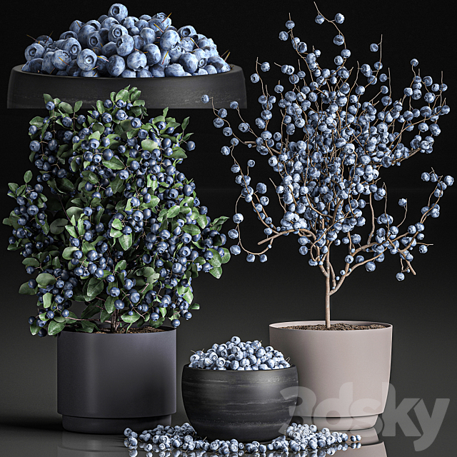 A collection of bouquets of branches with blueberries in black vases with blueberries a bowl with berries a blueberry bush. Set 548. 3DS Max Model - thumbnail 1