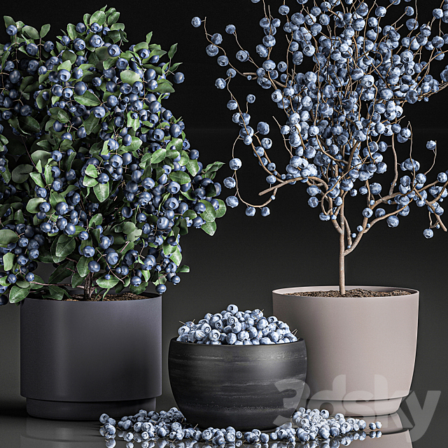 A collection of bouquets of branches with blueberries in black vases with blueberries a bowl with berries a blueberry bush. Set 548. 3DS Max Model - thumbnail 2