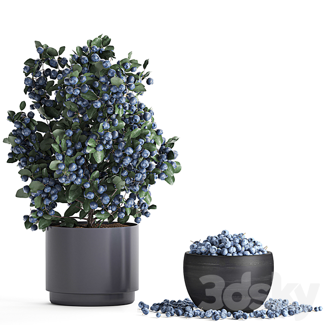 A collection of bouquets of branches with blueberries in black vases with blueberries a bowl with berries a blueberry bush. Set 548. 3DS Max Model - thumbnail 3