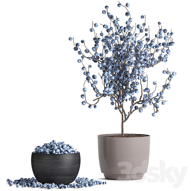 A collection of bouquets of branches with blueberries in black vases with blueberries a bowl with berries a blueberry bush. Set 548. 3DS Max Model - thumbnail 4