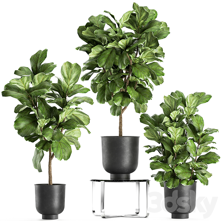 A collection of decorative small trees with large leaves in a black pot Ficus lyrata. Set 854. 3DS Max - thumbnail 1