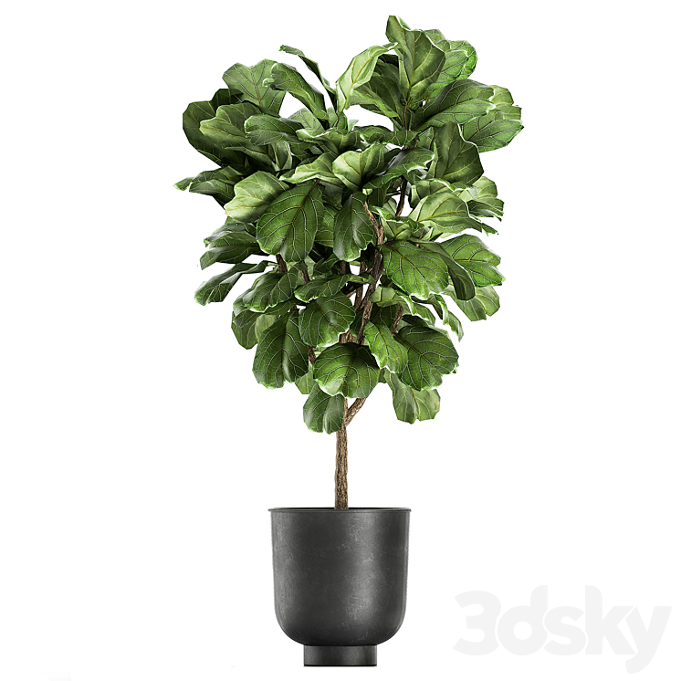 A collection of decorative small trees with large leaves in a black pot Ficus lyrata. Set 854. 3DS Max - thumbnail 2