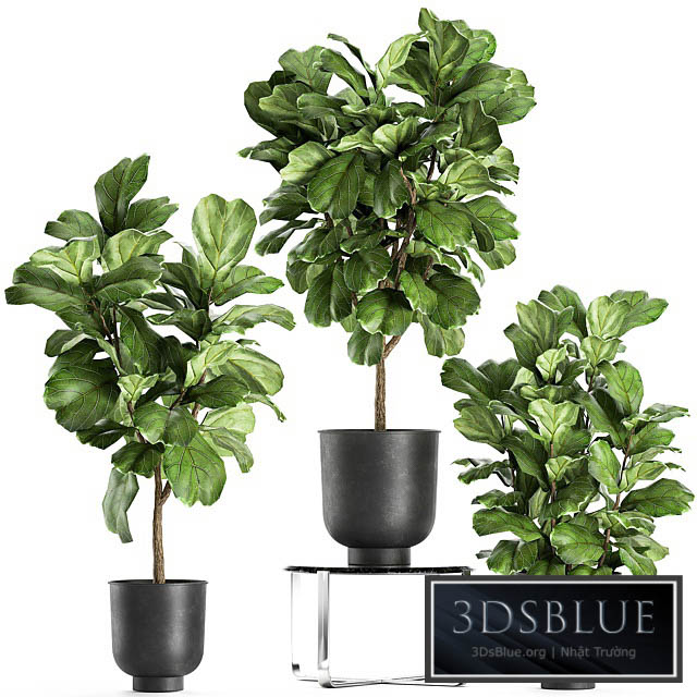 A collection of decorative small trees with large leaves in a black pot Ficus lyrata. Set 854. 3DS Max - thumbnail 3