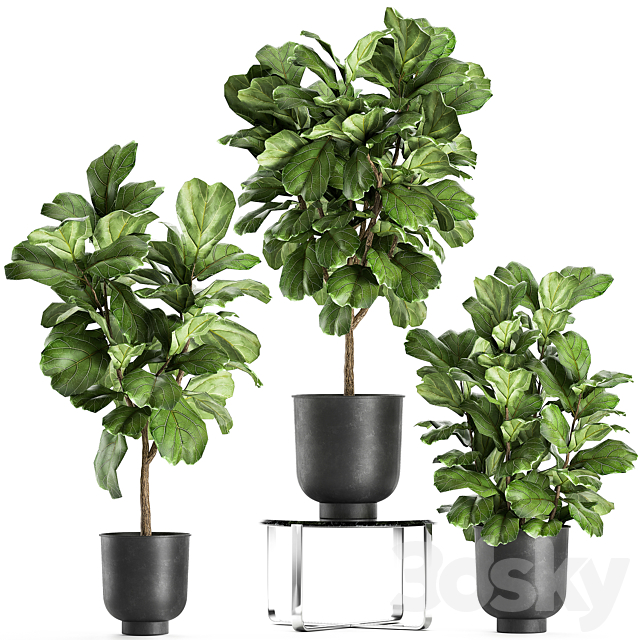 A collection of decorative small trees with large leaves in a black pot Ficus lyrata. Set 854. 3DSMax File - thumbnail 1