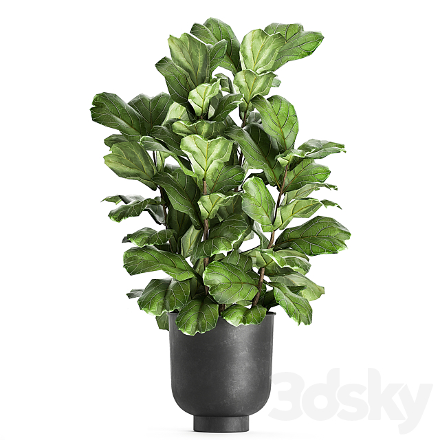 A collection of decorative small trees with large leaves in a black pot Ficus lyrata. Set 854. 3DSMax File - thumbnail 3