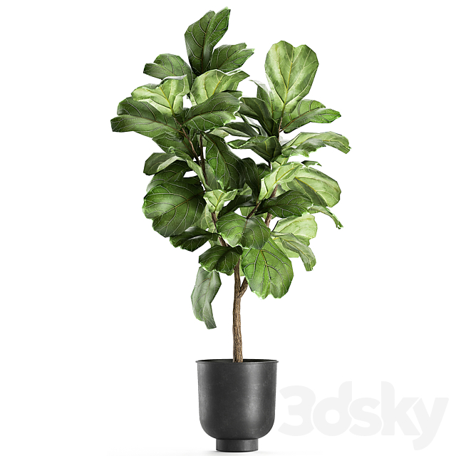 A collection of decorative small trees with large leaves in a black pot Ficus lyrata. Set 854. 3DSMax File - thumbnail 4