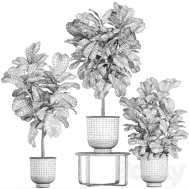 A collection of decorative small trees with large leaves in a black pot Ficus lyrata. Set 854. 3DSMax File - thumbnail 5