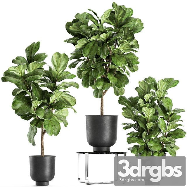 A collection of decorative small trees with large leaves in a black pot ficus lyrata. set 854. - thumbnail 1