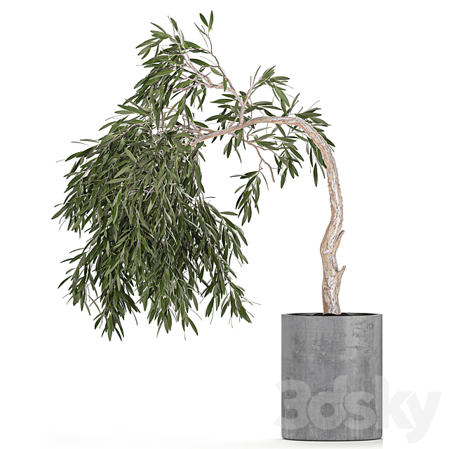 A collection of decorative small weeping Olive trees in black concrete pots. Set 734. 3DS Max Model - thumbnail 2