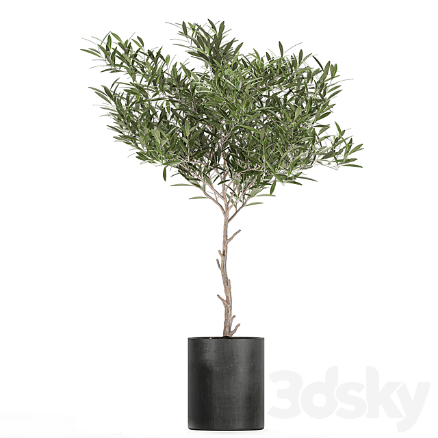 A collection of decorative small weeping Olive trees in black concrete pots. Set 734. 3DS Max Model - thumbnail 3