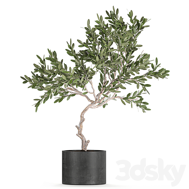 A collection of decorative small weeping Olive trees in black concrete pots. Set 734. 3DS Max Model - thumbnail 4