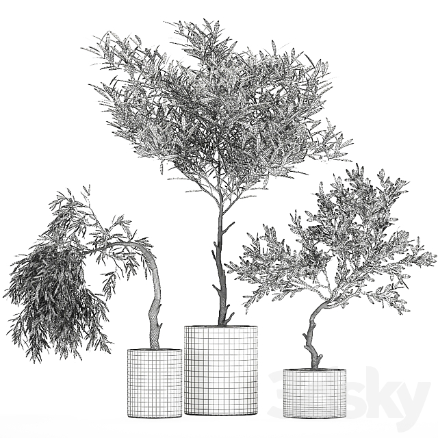 A collection of decorative small weeping Olive trees in black concrete pots. Set 734. 3DS Max Model - thumbnail 5