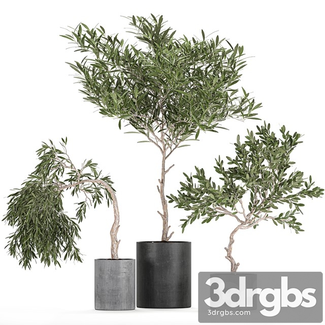 A Collection of Decorative Small Weeping Olive Trees in Black Concrete Pots Set 734 3dsmax Download - thumbnail 1