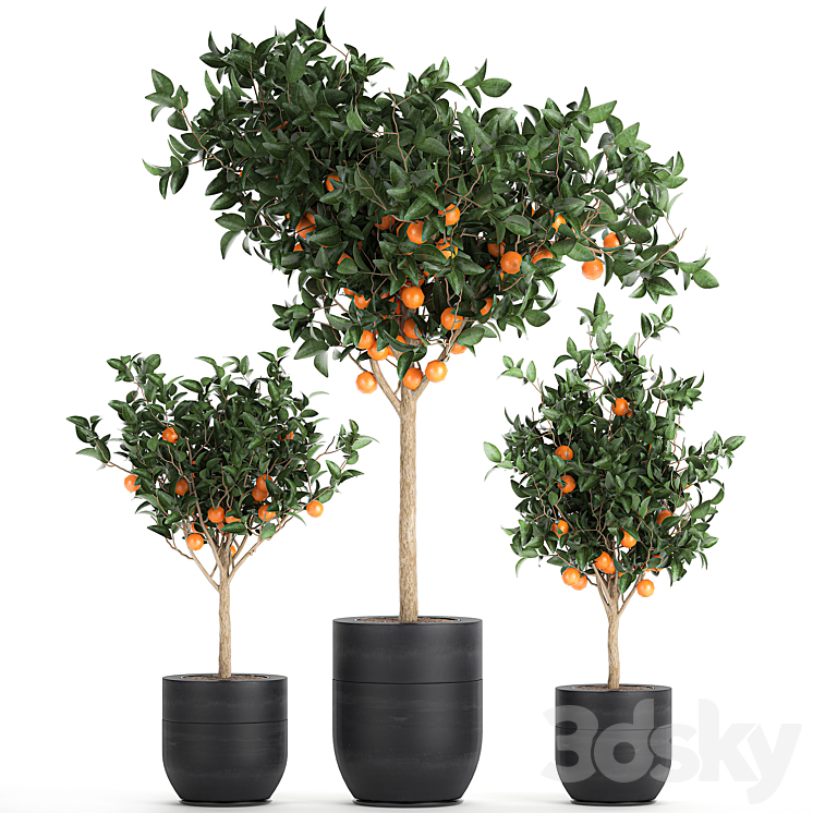 A collection of fruit orange trees in black pots Orange outdoor flowerpot for the garden. Set 718. 3DS Max - thumbnail 1