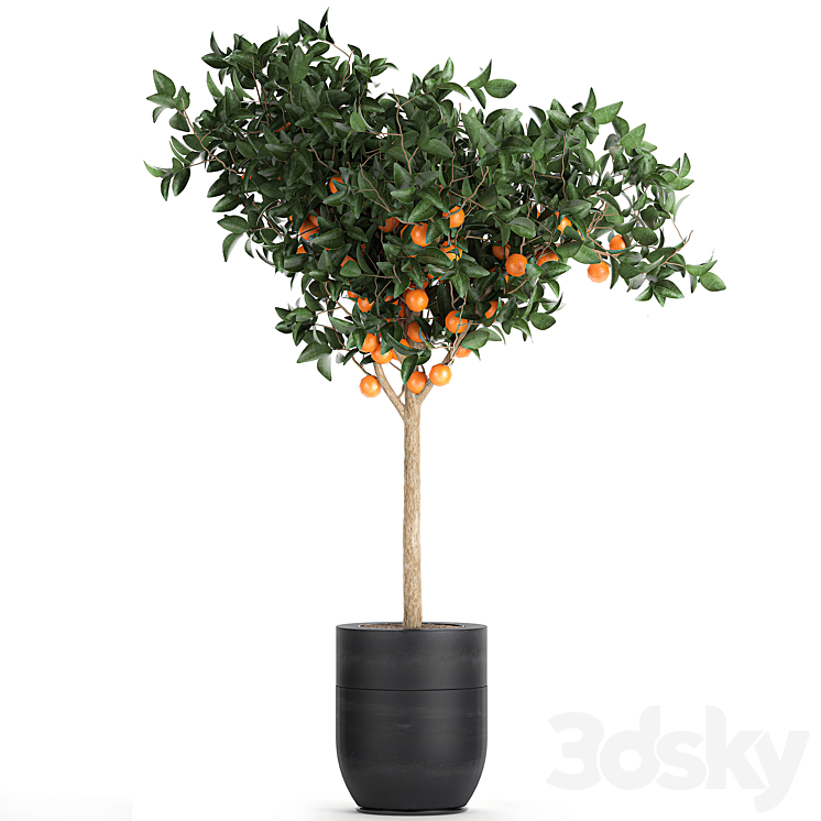 A collection of fruit orange trees in black pots Orange outdoor flowerpot for the garden. Set 718. 3DS Max - thumbnail 2