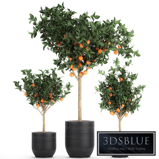 A collection of fruit orange trees in black pots Orange outdoor flowerpot for the garden. Set 718. 3DS Max - thumbnail 3