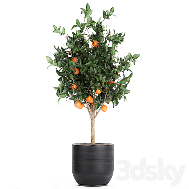 A collection of fruit orange trees in black pots Orange. outdoor flowerpot for the garden. Set 718. 3DSMax File - thumbnail 3