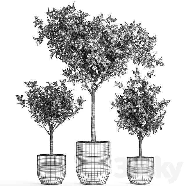 A collection of fruit orange trees in black pots Orange. outdoor flowerpot for the garden. Set 718. 3DSMax File - thumbnail 4