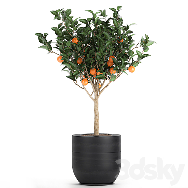 A collection of fruit orange trees in black pots Orange. outdoor flowerpot for the garden. Set 718. 3DSMax File - thumbnail 5