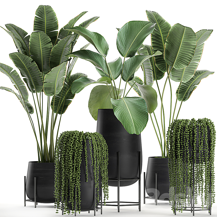 A collection of hanging plants in black pots on legs with Banana palm Calathea lutea Strelitzia Krestovnik succulents. Set 700. 3DS Max - thumbnail 1