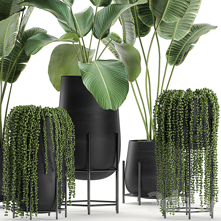 A collection of hanging plants in black pots on legs with Banana palm Calathea lutea Strelitzia Krestovnik succulents. Set 700. 3DS Max - thumbnail 2