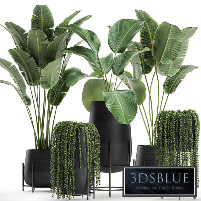 A collection of hanging plants in black pots on legs with Banana palm Calathea lutea Strelitzia Krestovnik succulents. Set 700. 3DS Max - thumbnail 3