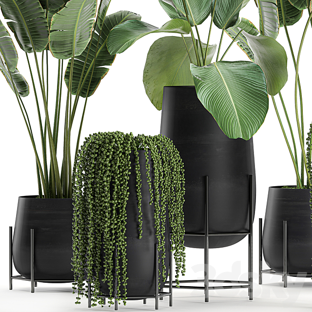 A collection of hanging plants in black pots on legs with Banana palm. Calathea lutea. Strelitzia. Krestovnik. succulents. Set 700. 3DSMax File - thumbnail 4