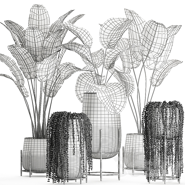 A collection of hanging plants in black pots on legs with Banana palm. Calathea lutea. Strelitzia. Krestovnik. succulents. Set 700. 3DSMax File - thumbnail 5