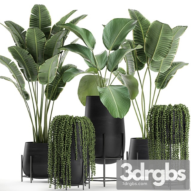 A collection of hanging plants in black pots on legs with banana palm, calathea lutea, strelitzia, krestovnik, succulents. set 700. - thumbnail 1