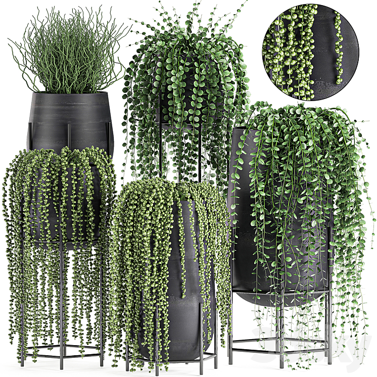 A collection of hanging plants in black pots on legs with Dyschidia Rowley’s Crossberry Succulents Rhipsalis. Set 549. 3DS Max - thumbnail 1