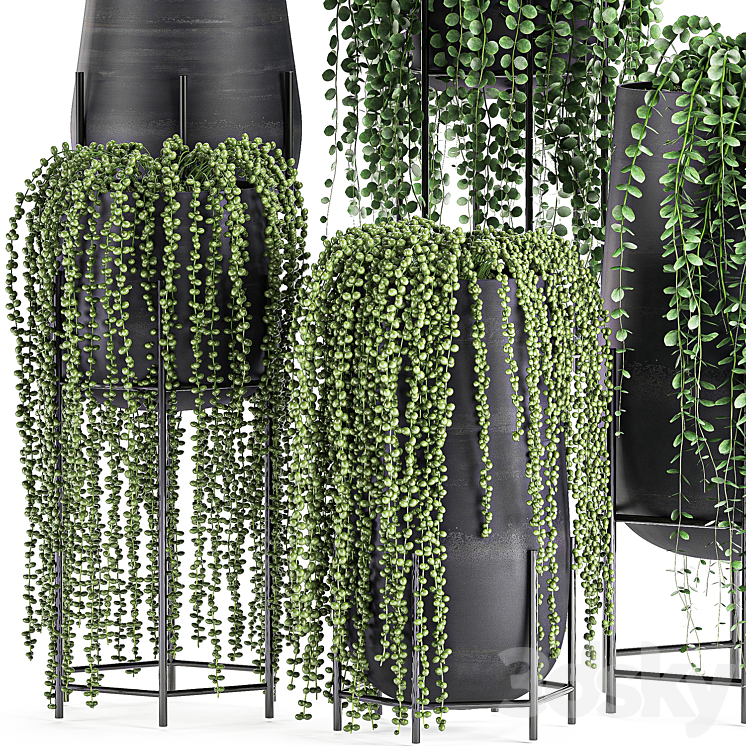 A collection of hanging plants in black pots on legs with Dyschidia Rowley’s Crossberry Succulents Rhipsalis. Set 549. 3DS Max - thumbnail 2