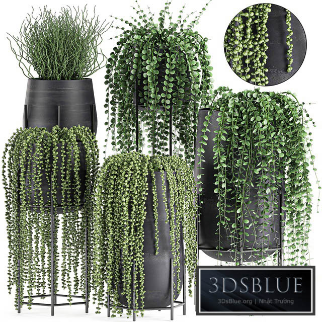 A collection of hanging plants in black pots on legs with Dyschidia Rowley’s Crossberry Succulents Rhipsalis. Set 549. 3DS Max - thumbnail 3