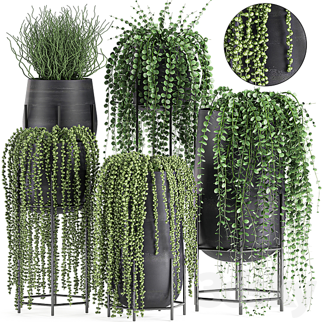 A collection of hanging plants in black pots on legs with Dyschidia. Rowley’s Crossberry. Succulents. Rhipsalis. Set 549. 3DSMax File - thumbnail 1