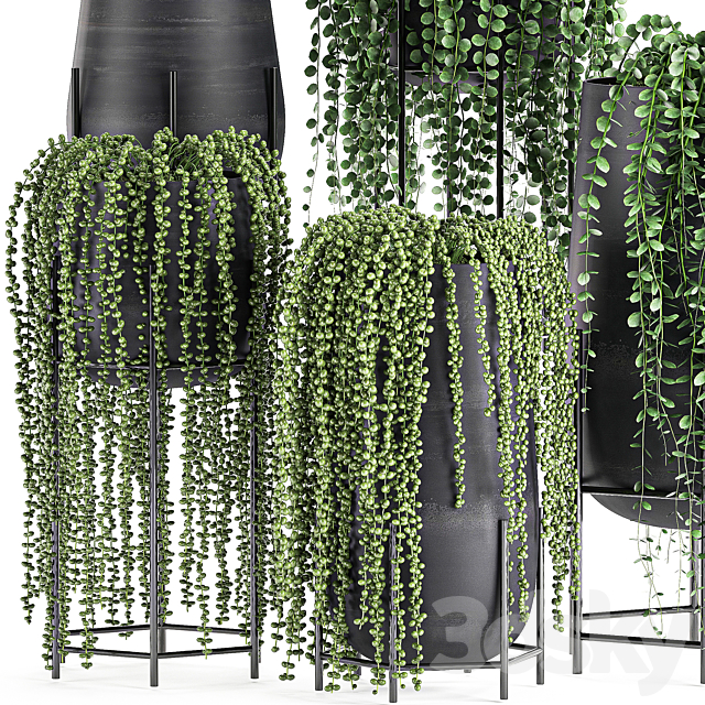 A collection of hanging plants in black pots on legs with Dyschidia. Rowley’s Crossberry. Succulents. Rhipsalis. Set 549. 3DSMax File - thumbnail 2