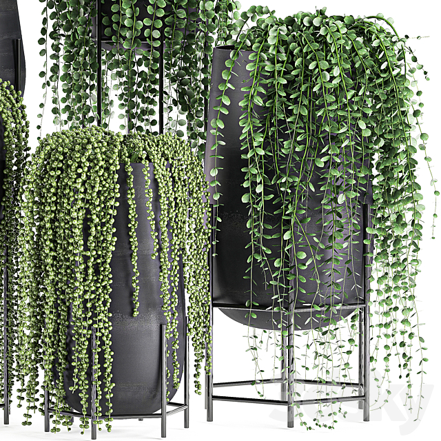 A collection of hanging plants in black pots on legs with Dyschidia. Rowley’s Crossberry. Succulents. Rhipsalis. Set 549. 3DSMax File - thumbnail 3