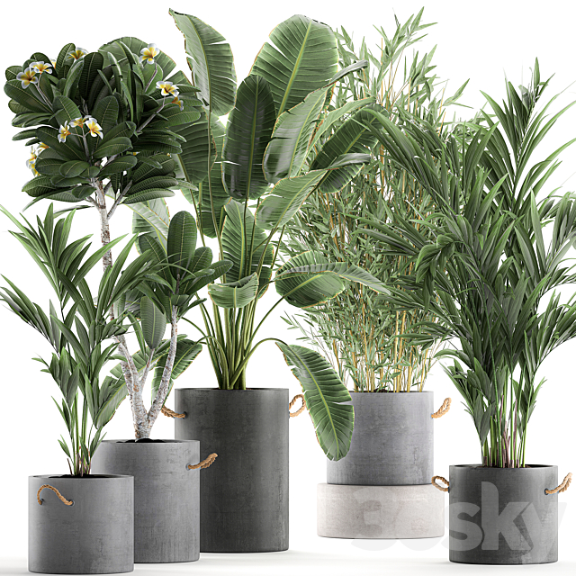 A collection of industrial-style plants in concrete flowerpots and pots made of banana. plumeria. palm. bamboo. Set 597. 3DSMax File - thumbnail 1