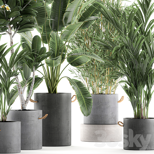 A collection of industrial-style plants in concrete flowerpots and pots made of banana. plumeria. palm. bamboo. Set 597. 3DSMax File - thumbnail 2