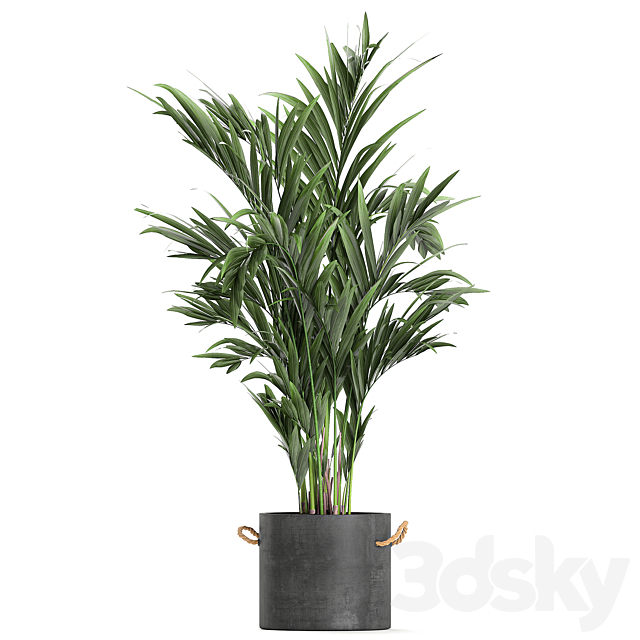 A collection of industrial-style plants in concrete flowerpots and pots made of banana. plumeria. palm. bamboo. Set 597. 3DSMax File - thumbnail 3